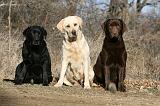 LABRADOR 1138